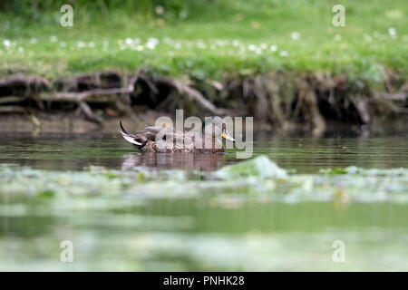 Stockente (Anas platyrhynchos) Nördliche Pintail (Anas acuta) hybrid Surrey UK GB Mai 201 Stockfoto