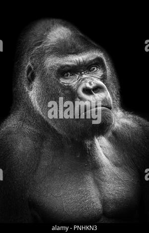 Ernsthafte Silverback Gorilla (Gorilla Gorilla) Porträt im Zoo von Madrid, Spanien, Europa. Stockfoto