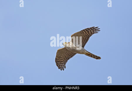 Sparrowhawk-Fliegen / Sparrowhawk-Flug, Migration Stockfoto