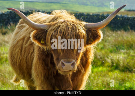 Nahaufnahme einer hinterleuchteten Kopf geschossen eines Highland Kuh in Richtung Kamera schaut Stockfoto