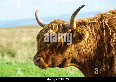 In der Nähe der seitlichen Blick auf den Kopf einer Highland Kuh Stockfoto