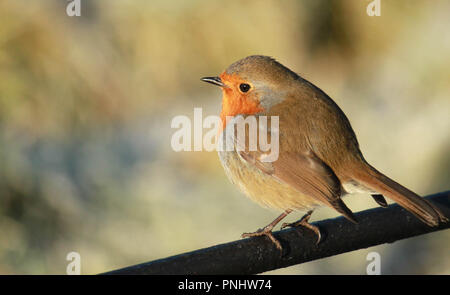 Robin thront auf einem Zaun auf einem sonnigen frostigen Tag, im Sonnenschein. Erithacus Rubecula. Stockfoto