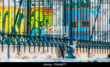 Zwei Katzen an der Wand kleben Kopf durch Eisenzaun mit hellen Graffiti im Hintergrund Stockfoto