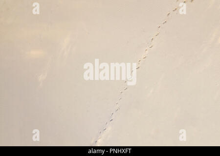 Top Luftaufnahme von fußspuren Fußspuren auf Sanddünen in der Wüste Stockfoto