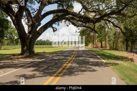 Eine uralte Eiche wächst über der Straße uncut in ländlichen Louisiana USA links Stockfoto