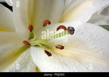 Golden geröntgt Lily von Japan, Lilium auratum, Detail der Staubgefäße und Stempel Stockfoto