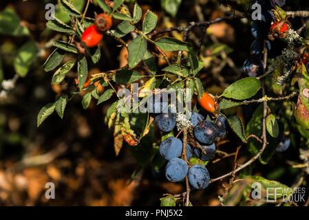 Schlehe und Hagebutten in einem englischen Hecke, Wiltshire, UK, September 2018 Stockfoto