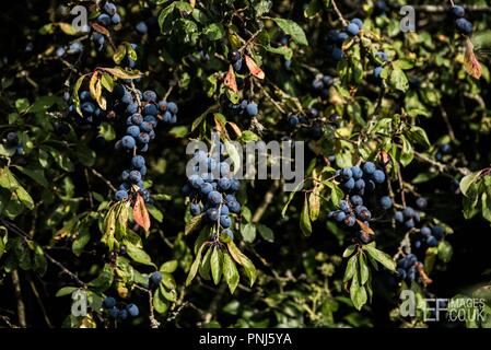 Schlehe in einem englischen Hecke, Wiltshire, UK, September 2018 Stockfoto