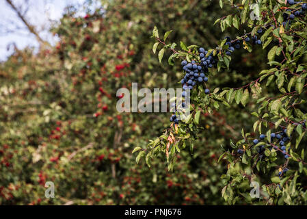 Schlehen und Weißdorn-Beeren in einer englischen Hecke, Wiltshire, UK, September 2018 Stockfoto
