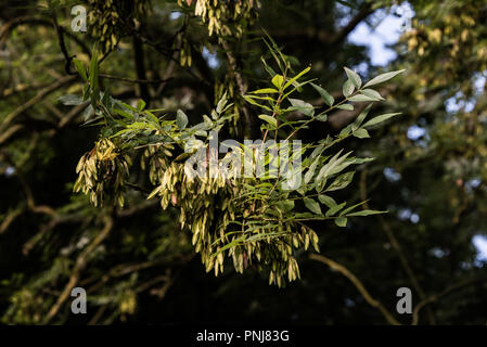 Herbst Früchte in einem englischen Hecke, Wiltshire, UK, September 2018 Stockfoto