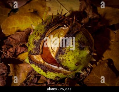 Halb offene Conker im Herbst Blätter Stockfoto