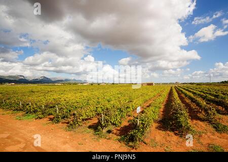 Campo de vides, Santa Maria, Mallorca, Balearen, Spanien, Europa. Stockfoto