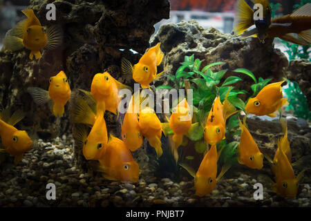 Eine Herde von Curious orange Fische Papageien im Aquarium direkt in die Kamera schaut. Abgedunkelten Vignette Stockfoto