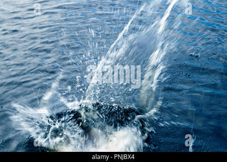 Taucher ins Wasser mit Big Splash und Blasen zwischen Licht Wellen Stockfoto