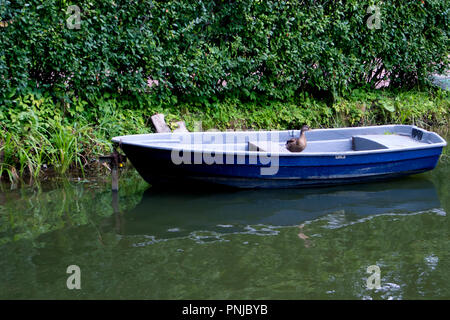 Einzelne alte blaue Boot mit lustigen Ente an Bord in einer grünen Dickicht an einem trüben Teich günstig Stockfoto