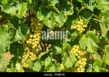 Trauben reif weiße Trauben auf Reben in einem Weinberg in der Nähe von Ernte Zeit hängen. Stockfoto