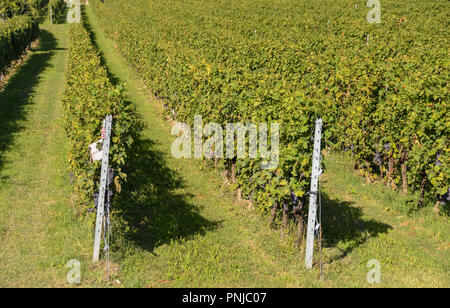 Weitwinkelaufnahme der Reihen der Rebstöcke in einem Weinberg in der Nähe von Ernte. Stockfoto