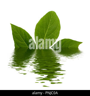 Natürlich grüne frische Blätter, Kleeblatt mit einer Menge Streifen mit Hochwasser Wirkung auf weißem Hintergrund Stockfoto