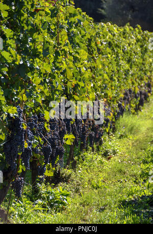 Trauben von reifen roten Trauben auf Reben in einem Weinberg in der Nähe von Ernte Zeit hängen. Stockfoto