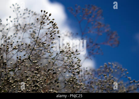 Große knospen Bush der Gypsophila paniculata gegen grosse weisse Wolke und blauer Himmel Stockfoto