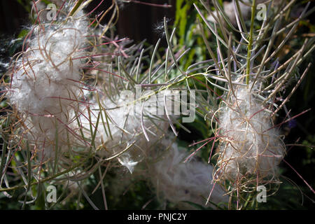 Reifen Willow-Kraut flauschige infloresences mit Hülsen und Blätter gegen die dunklen, braunen Zaun Stockfoto