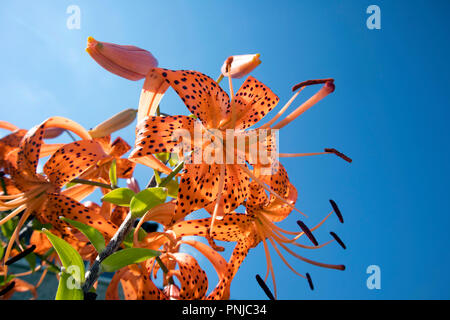 Romantische wachsenden Bush der Tiger Lillies mit staubgefäßen gegen strahlend blauen Himmel Stockfoto