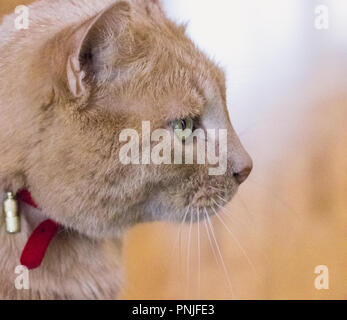 Caramel - Beige Katze mit grünen Augen Stockfoto