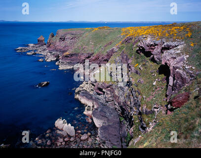 Wales Pembrokeshire, St Brides Bay, Blick zum Turm Punkt entlang der Küste weg mit blühenden Ginster. Stockfoto