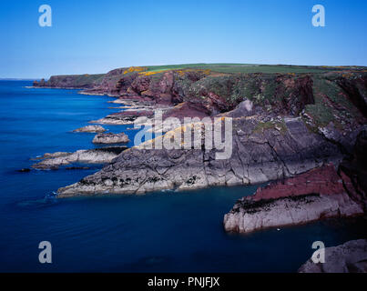 Wales Pembrokeshire, St Brides Bay, Blick zum Turm Punkt entlang der Küste weg mit blühenden Ginster. Stockfoto