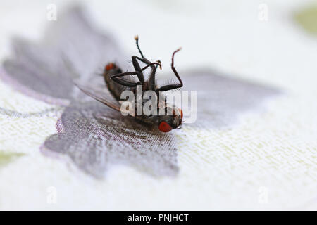 Haus fliegen hautnah auf dem Rücken möglicherweise sterben Latin phaonia valida oder musca domestica Gruppe muscidae in Italien ähnlich einem stabil Fliegen auf einer Tischdecke Stockfoto