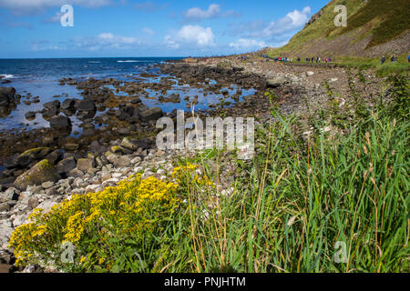 Der Blick Richtung Giant's Causeway in Nordirland. Stockfoto