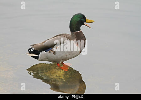 Männliche Stockente oder Ente oder Drake Nahaufnahme lateinischer Name Anas platyrhynchos Quakend im Wasser mit orangefarbenen Füßen in Cadiz in der Nähe von Ancona, Italien Stockfoto