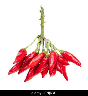 Viele kleine frische Hot red chili peppers auf Zweig ausgeschnitten auf weißem Hintergrund Stockfoto
