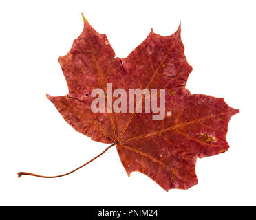 Getrocknete gefallenen roten Herbst Blätter Ahorn Baum schneiden Sie auf weißem Hintergrund Stockfoto