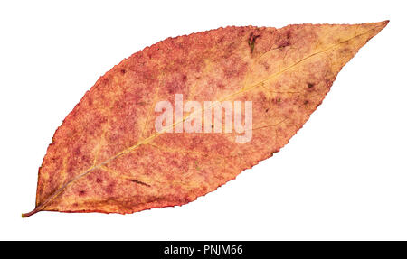 Getrocknete gefallen rosa Herbst Blatt von Willow Tree schneiden Sie auf weißem Hintergrund Stockfoto