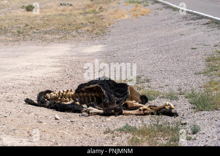Tote Kuh roadkill auf der Seite der Straße (Extraterrestrial Highway Open Range in Nevada). Ausblenden von Haut und Knochen auf die Karkasse Stockfoto