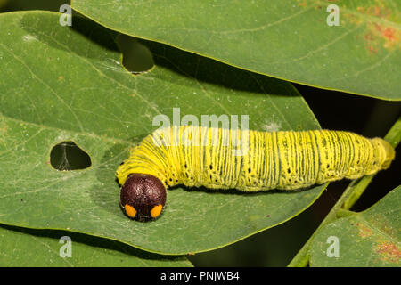 Silber-spotted Skipper (Epargyreus Clarus) Stockfoto