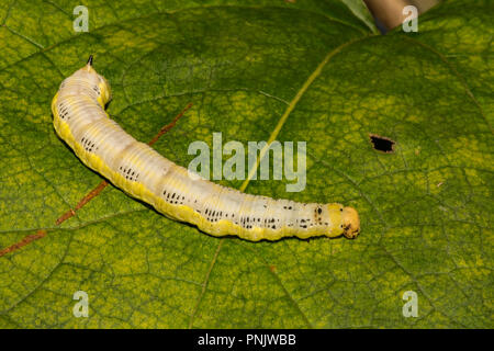 Catalpa Sphinx (Ceratomia catalpae) Stockfoto