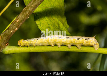 Catalpa Sphinx (Ceratomia catalpae) Stockfoto