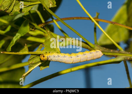 Catalpa Sphinx (Ceratomia catalpae) Stockfoto