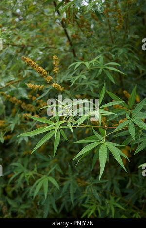 Vitex agnus castus Zweig mit Früchten Stockfoto