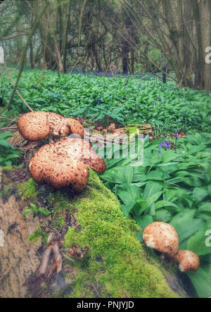 Pilz auf Moosigen anmelden, mit Bärlauch Stockfoto