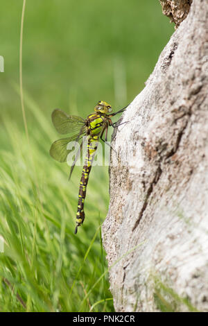 Southern Hawker, Dragonfly, Aeshna cyanea, ruht auf morschen Baumstumpf, September, weibliche Sussex, UK. Stockfoto