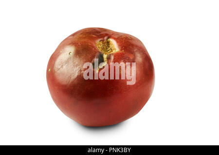 Verdorben, faule rote Tomaten auf weißem Hintergrund. Stockfoto