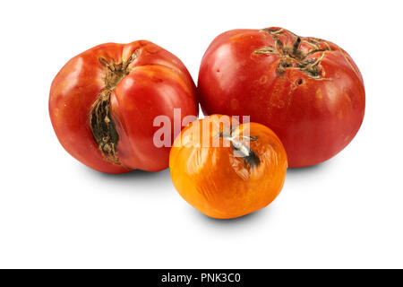 Verdorben, faulen Tomaten auf weißem Hintergrund. Stockfoto