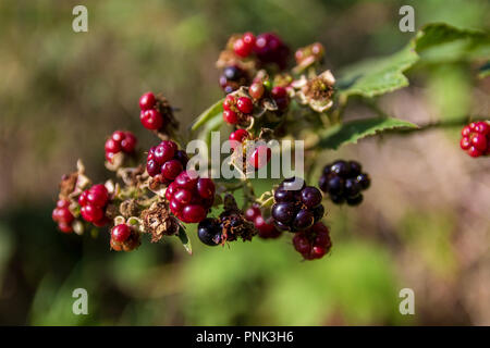 Rote und schwarze Brombeeren hängend an einem Zweig Stockfoto