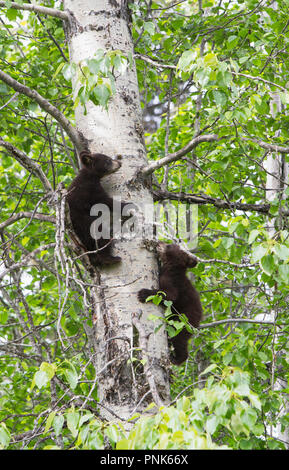 Black Bear baum Kleinkinder Stockfoto