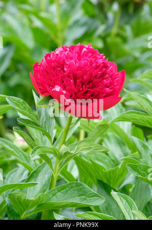 In der Nähe von tief rot Paeonia 'Red Charm', Pfingstrose 'Red Charm' Stockfoto