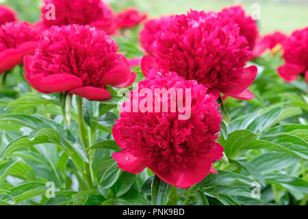 In der Nähe von tief rot Paeonia 'Red Charm', Pfingstrose 'Red Charm' Stockfoto