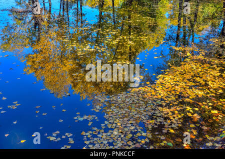 Malerischer Herbst Landschaft - goldene Laub auf der Wasseroberfläche der Teich. Im Wasser des Sees spiegelt, blauen Himmel und gelbe Laub Stockfoto